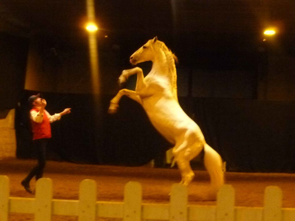 Horse-Show-at-Haras-Du-Pin